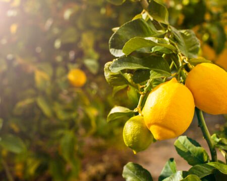 Bunch of fresh ripe lemons on a lemon tree branch in sunny garden. Bunch of fresh ripe lemons on a lemon tree branch in sunny garden.